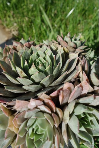 Sempervivum 'Lilac Time'