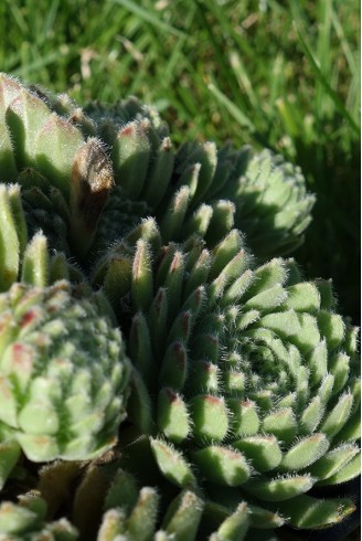 Sempervivum 'Lively Bug'