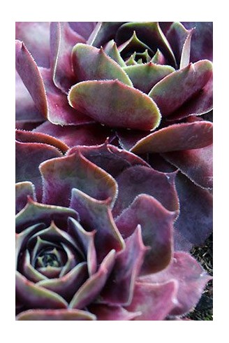 Sempervivum 'Magnificum'