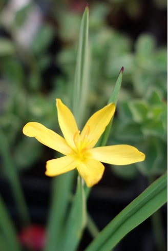 Sisyrinchium californicum