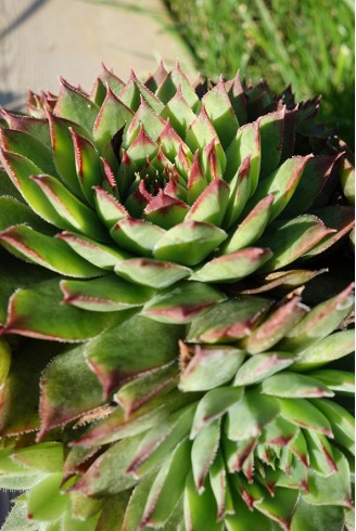 Sempervivum 'Mahogany'