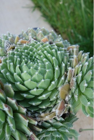 Sempervivum 'Moerkerk's Merit'