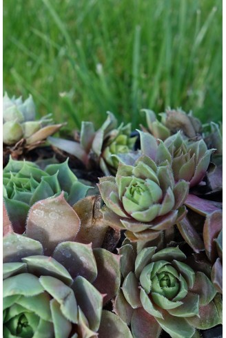 Sempervivum 'New Rose'