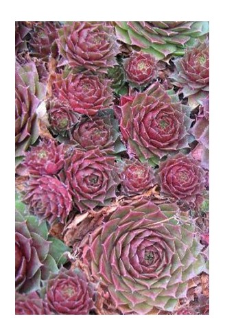 Sempervivum 'Nocturno'