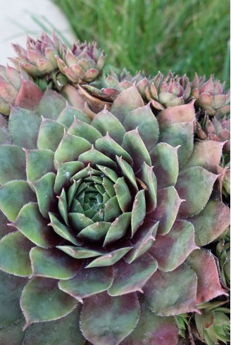 Sempervivum 'Norbert'