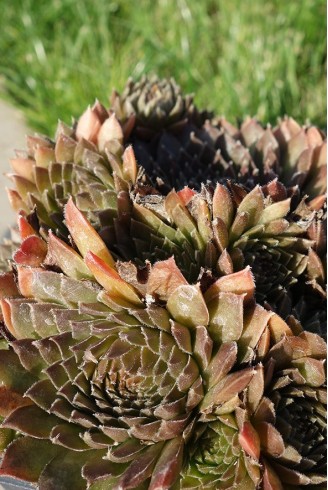 Sempervivum 'Nouveau Pastel'