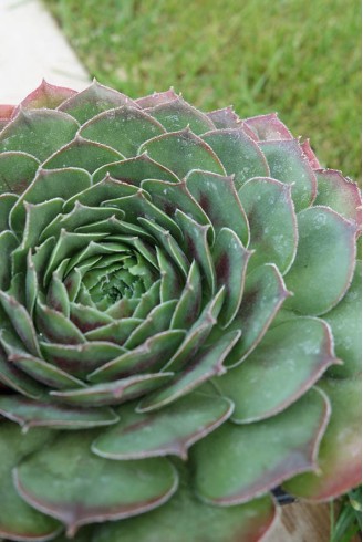 Sempervivum 'Orion'