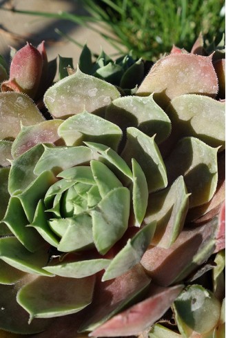 Sempervivum 'Pallas'