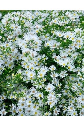 Aster n.a 'Autumn Snow'