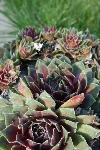 Sempervivum 'Pilatus'