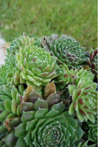 Sempervivum 'Silver Jubilee'