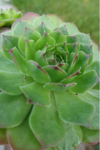 Sempervivum balcanicum