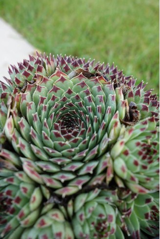 Sempervivum calcareum 'Extra'