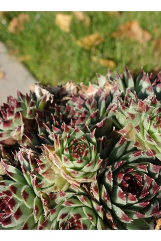 Sempervivum calcareum 'Sir...