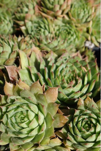 Sempervivum grandiflorum