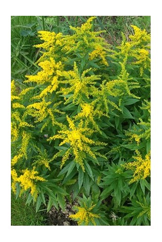 Solidago 'Golden Dwarf'...