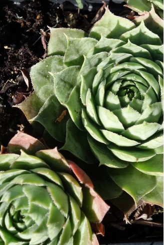 Sempervivum tectorum...