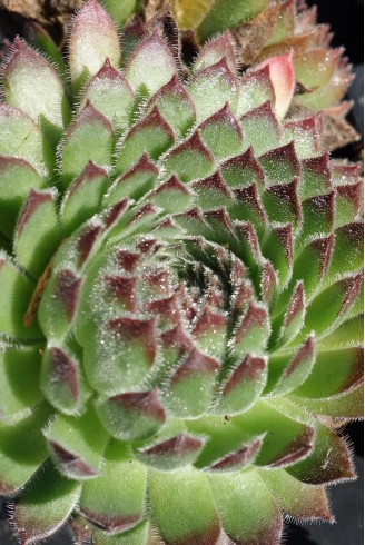 Sempervivum vallesianum