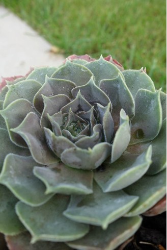 Sempervivum x degenianum