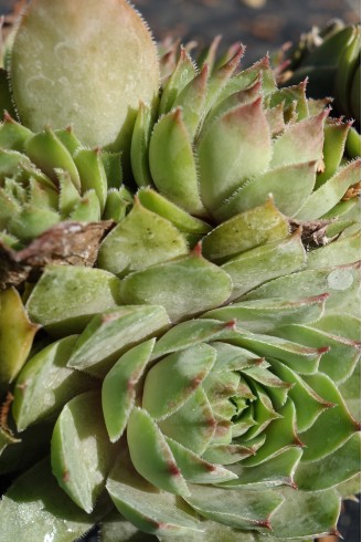 Sempervivum x vaccarii