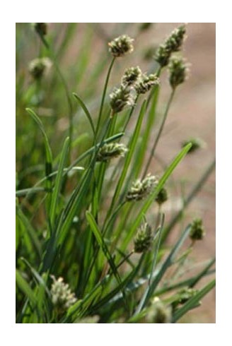 Sesleria caerulea