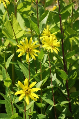 Silphium integrifolium