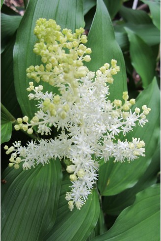 Maianthemum racemosum