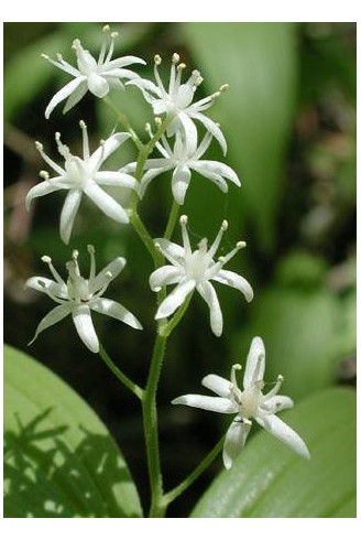 Smilacina stellata