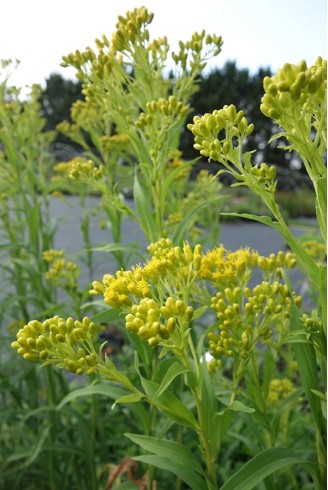 Solidago riddelii