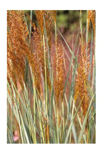 Sorghastrum nutans 'Indian...