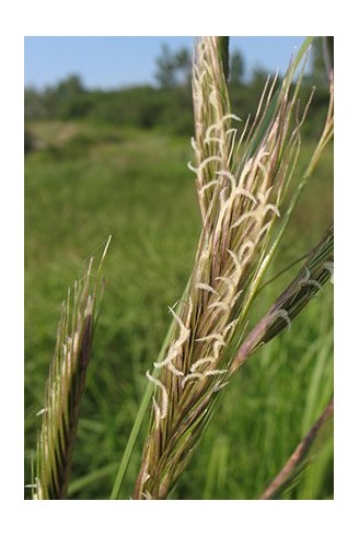 Spartina pectinata