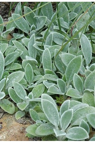 Stachys byzantina 'Silver...