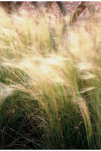 Stipa tenuissima 'Pony Tails'