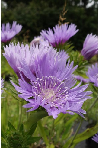 Stokesia laevis