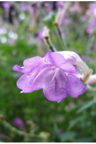 Strobilanthes rankanensis