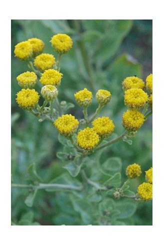 Tanacetum balsamita