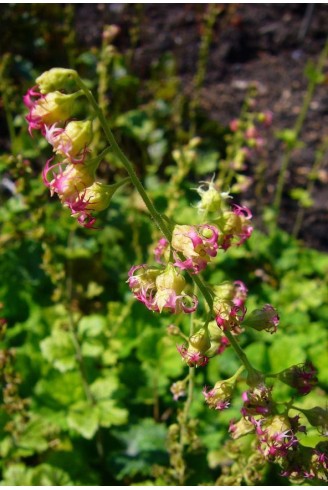 Tellima grandiflora 'Delphine'