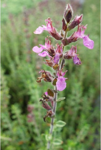 Teucrium x lucidrys