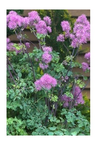 Thalictrum 'Purplelicious'