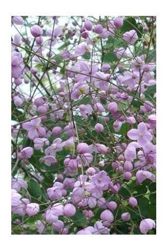 Thalictrum 'Splendide'