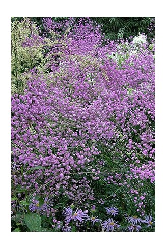 Thalictrum delavayi...