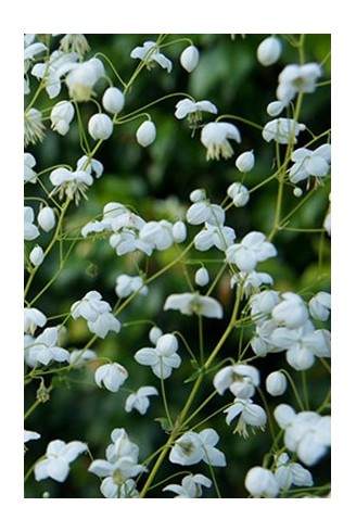 Thalictrum delavayi 'Splendide White'