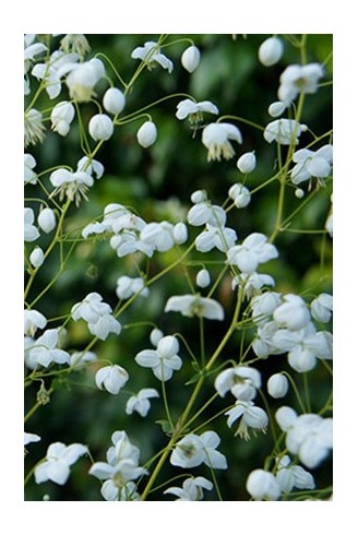 Thalictrum delavayi...