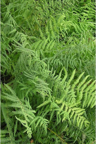 Thelipteris palustris