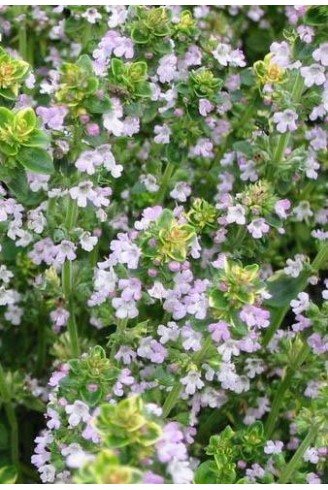 Thymus 'Golden King'