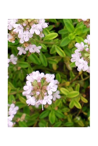 Thymus pulegioides 'Bertram...