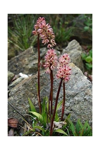 Tofieldia coccinea