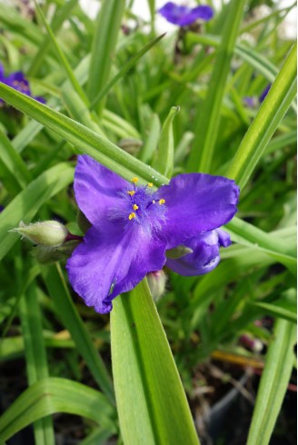 Tradescantia 'Baerbel'