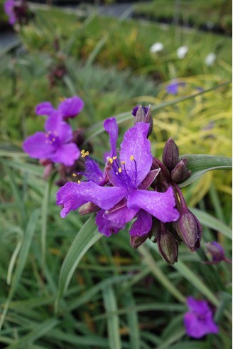 Tradescantia 'Concord Grape'