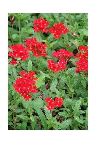 Verbena peruviana